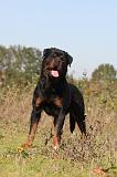 ROTTWEILER 152